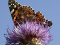schmetterlingsblume