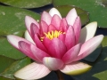 Lotus Reihe