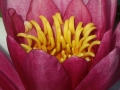 Seerose innen