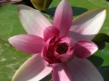 Lotus zu