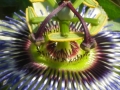 Passionsfrucht