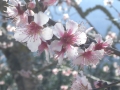 Mandelblüten sanft