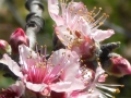 Mandelblüten zart