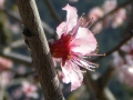 Mandelblüte